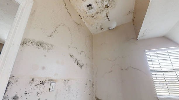 Best Mold Prevention Services  in Culver, IN