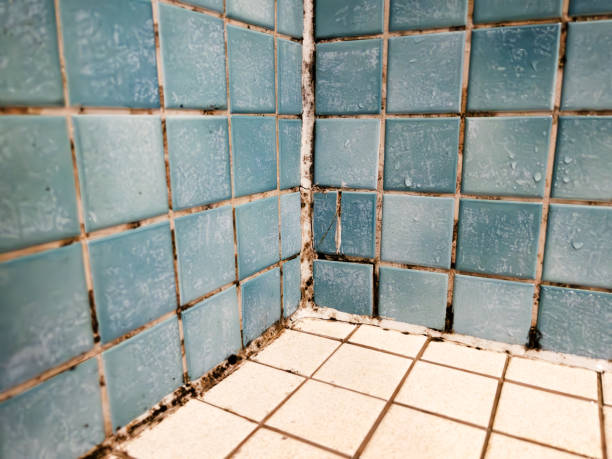 Best Water Damage & Mold Remediation  in Culver, IN