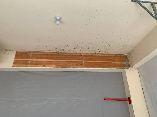 Best Post-Remediation Verification Testing  in Culver, IN