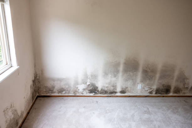 Reliable Culver, IN Mold Removal Solutions